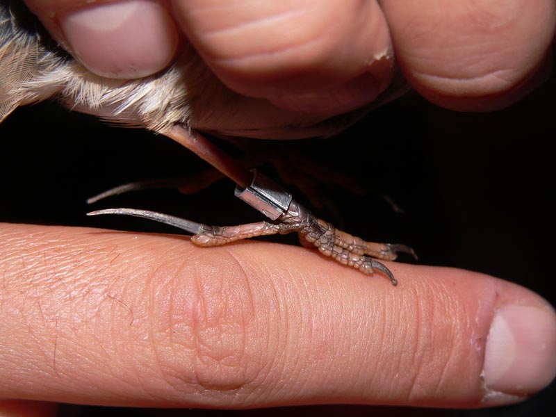 Inanellamento passeriformi a Ustica
